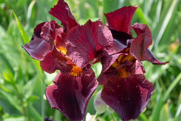 Iris. A genus of perennial rhizomatous plants of the Iris family, or Kasatikovye. Blurred background