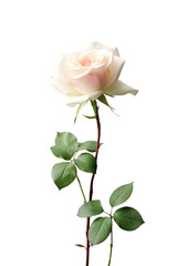 Obraz premium A pink climbing rose in bloom as a complementary element to the design project