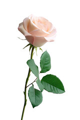 A pink climbing rose in bloom as a complementary element to the design project