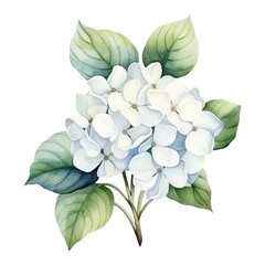 white hydrangea