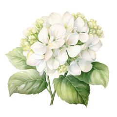 Fototapeta premium white hydrangea