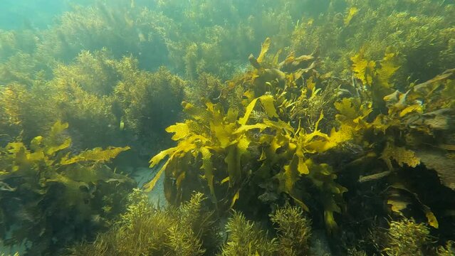 Beautiful view of kelp seaweed underwater.