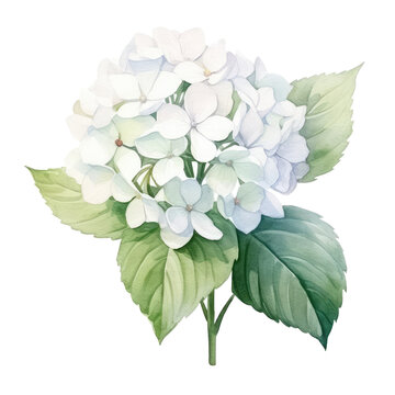 white hydrangea
