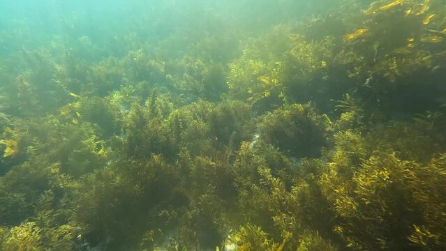 Beautiful view of kelp seaweed underwater.