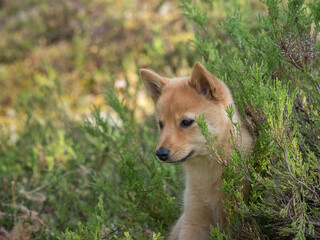 Young Finnish Spitz puppy is in the forest