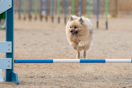 Mittelspitz jumps over an agility hurdle on a dog agility course