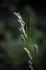 Valuable forage grass Dactylis glomerata grows in nature