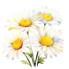 daisy
