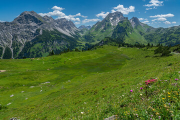 Fototapeta na wymiar Alpenblumen auf bunten Wiesen und der Gipfel namens Rote Wand im großen Walsertal, mit felsigen Bergen, steilen, steinigen Hängen und Felsen auf der Alm, an einem sonnigen Sommertag in Vorarlberg