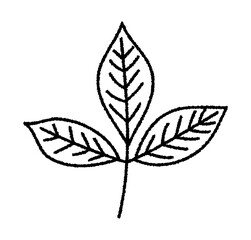 落ち葉・葉っぱ・紅葉・秋の植物／手書き線画ベクターイラスト
