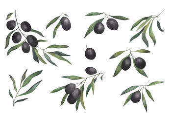 Olive branch set. Watercolor illustration isolated on white background
