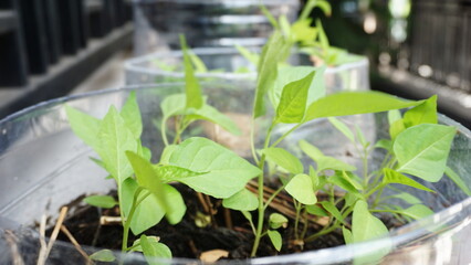 Twigs Of Wild Plant Nettle - Stinging Nettle - Urtica Dioica In Summer Spring Meadow. Close Up
