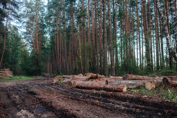 The problem of deforestation. Cutting down trees, cutting down trees