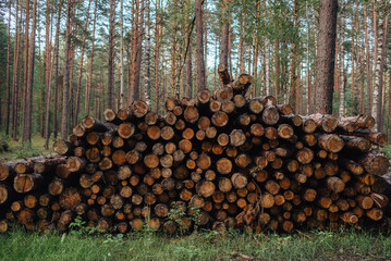 Removal of trees to make room. Forest degradation