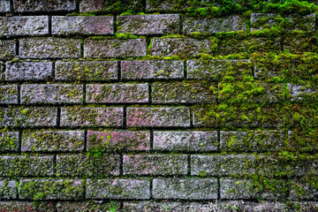 Brick wall with moss growing out of it. Brick wall texture.