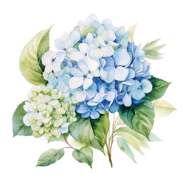hydrangea