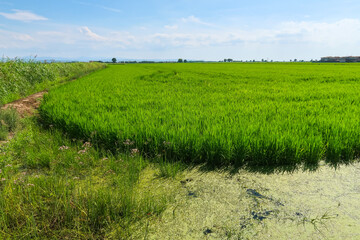 Paddy rice canal irrigation panorama landscape agriculture nature natural Po Valley