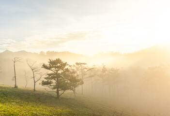 Fototapeta premium misty morning in the forest
