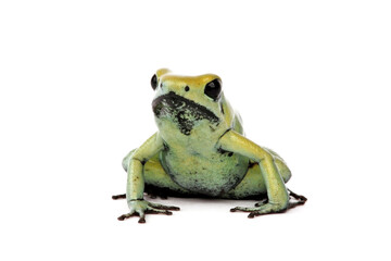 Golden poison frog // Schrecklicher Pfeilgiftfrosch (Phyllobates terribilis)