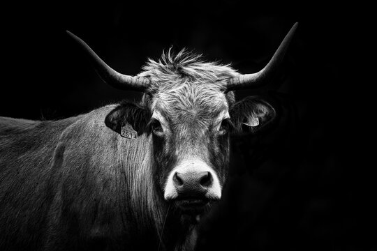 Aubrac en N&B