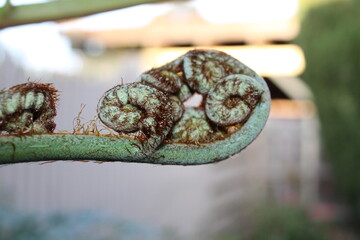 close up nature fern