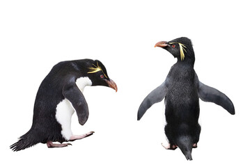 ペンギン（イワトビペンギン）