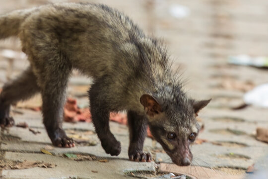 Asian palm civet (Paradoxurus hermaphroditus) at Rabindra Saravor, Kolkata, India