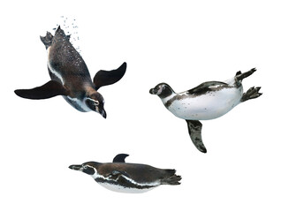 ペンギンの泳ぎ（フンボルトペンギン） © toshihiro emi