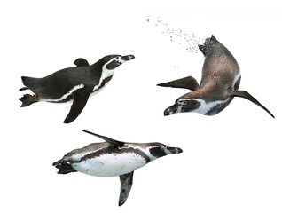 ペンギンの泳ぎ（フンボルトペンギン） © toshihiro emi