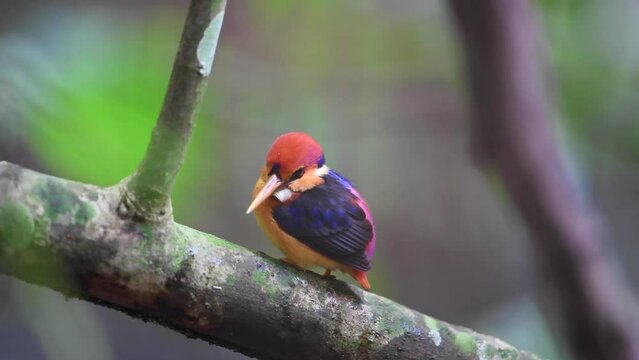 Black-backed Kingfisher (Oriental Dwarf ) Kingfisher bird on branch.