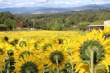 field of sunflowers