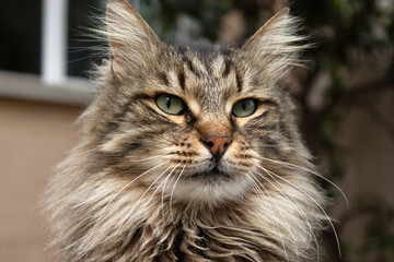 Cat portrait, animal photography, urban background