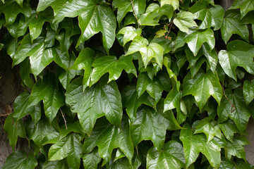 Fototapeta na wymiar Leaf texture, natural background. Flat lay texture
