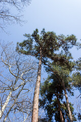 The Magic of the Forest, Peaceful Forest Landscape Illuminated by Soft Sunlight Among Green Leaves