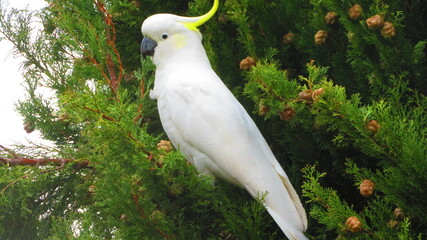 white cockatoo  © Dazza
