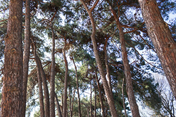 The Magic of the Forest, Peaceful Forest Landscape Illuminated by Soft Sunlight Among Green Leaves