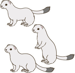 色々な姿勢のオコジョ（冬毛）