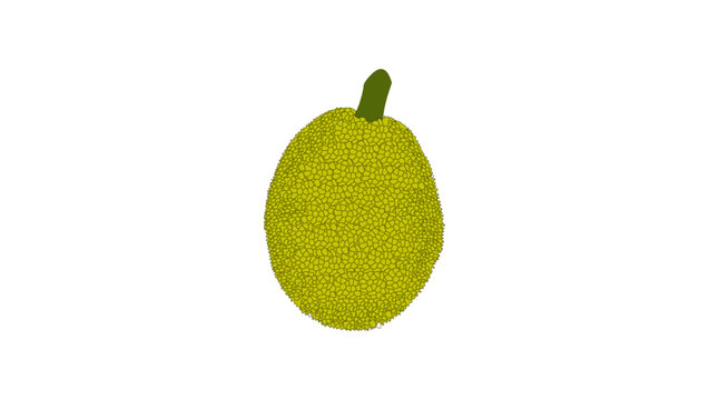 Green Jackfruit