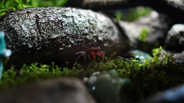 Red Devil, Vampire Crab, Geosesarma hagen, Paludarium