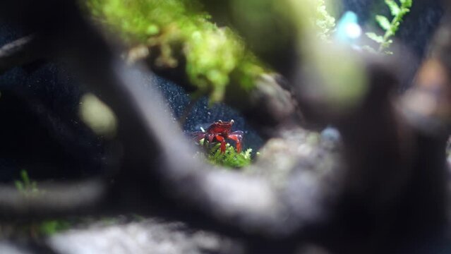 Red Devil, Vampire Crab, Geosesarma hagen, Paludarium