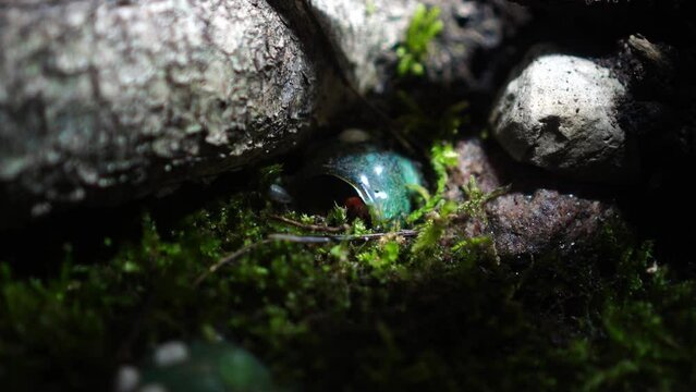 Red Devil, Vampire Crab, Geosesarma hagen, Paludarium