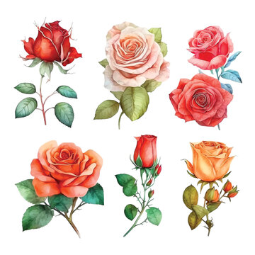 Rose watercolor paint collection 