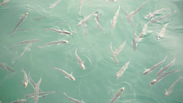 Flock of mullet fish on the surface of the water swallow the air. 4K.