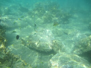 Naklejka na ściany i meble Zebra fishes with rocks under the sea with clear water