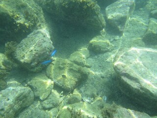Naklejka na ściany i meble Small fishes under the water with rocks and sun light 