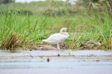 Swan bird on grass in Danube Delta from Tulcea, Romania