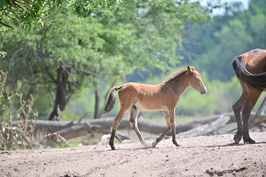Danube Delta Delight: A Wild, Very Young Horse Exploring the Letea Gravel Landscape in Tulcea, Romania