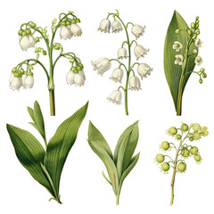 Drawing of the first spring flowers: snowdrops, lily of the valley. generative ai.