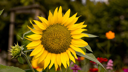 Sunflower flower with blurred background.