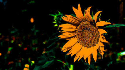 Sunflower flower with blurred background.
